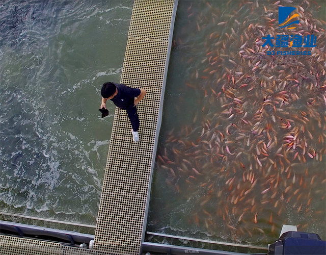 　　能(néng)增産(chǎn)又(yòu)環保的“跑道魚”養殖讓你大開眼界