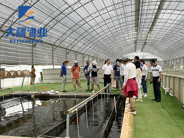 　　陸基流水高密度養殖鲟魚如何?養殖強度大嗎?